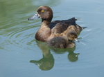 FZ006373 Tufted duck and duckling (Aythya fuligula).jpg